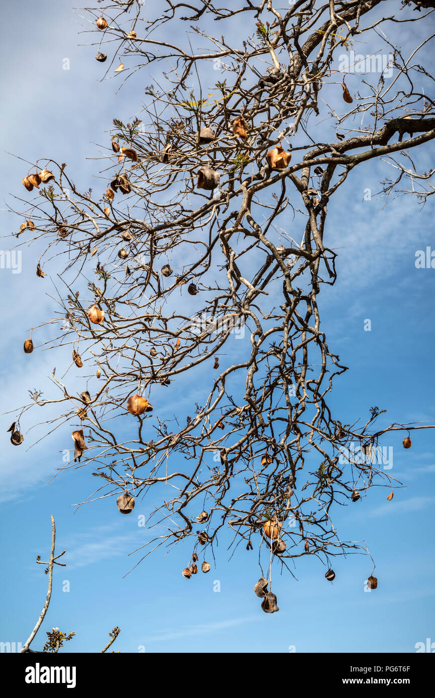 Jacaranda tree with seed pods in Andalusia, Spain Stock Photo Alamy