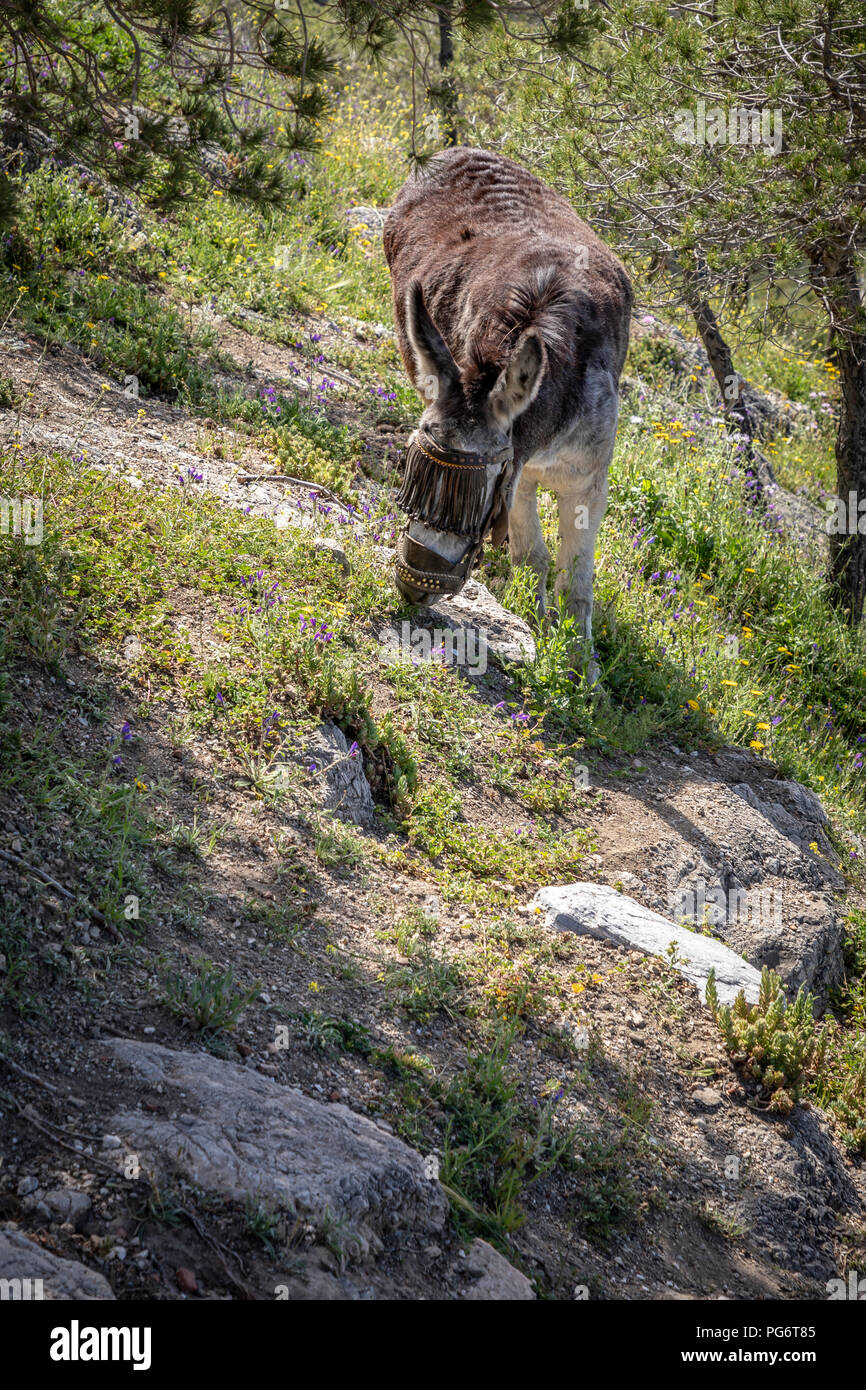 Donkey grazing on hillside near Frigiliana, Andalucía, Spain, Europe Stock Photo