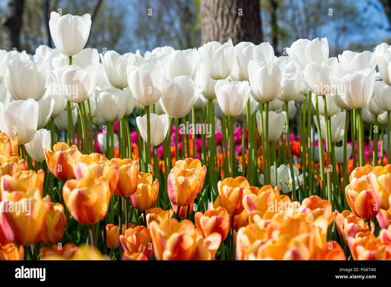 tulips of various colors in nature in spring time Stock Photo - Alamy