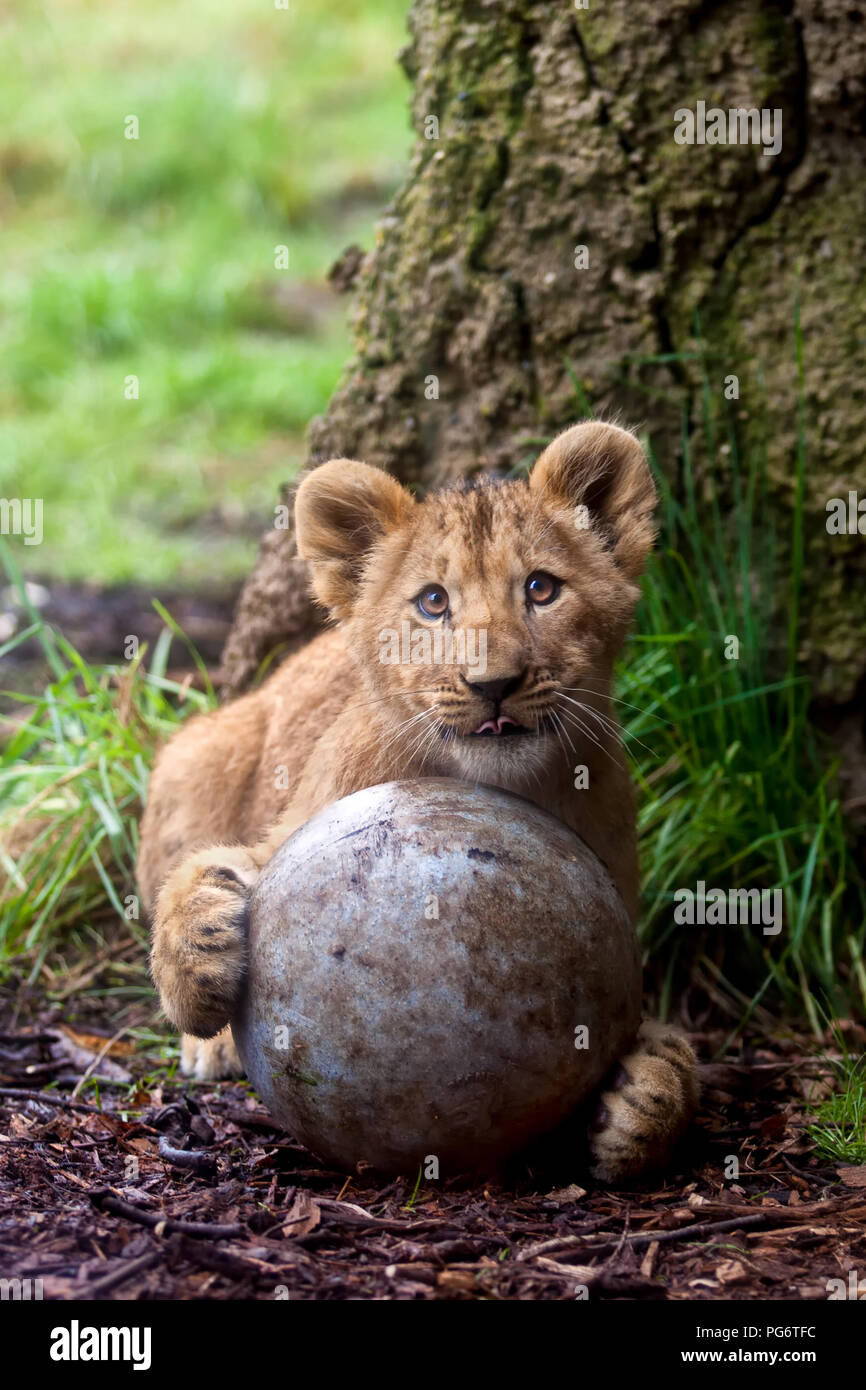 Cute lion cub named Zalika holding a ball with its paws at Portland Zoo Stock Photo