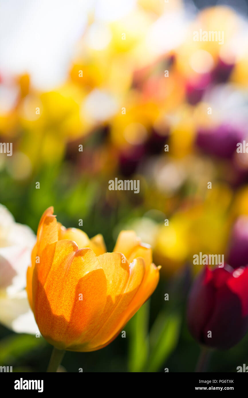 Tulips of yellow color in nature in spring time Stock Photo - Alamy