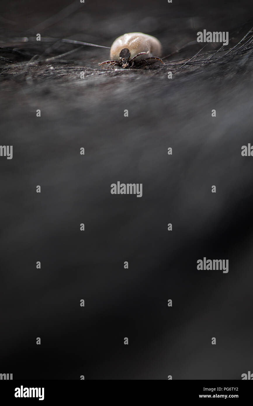 Tick in a dog's fur sucking his blood dangerous parasite carrier of