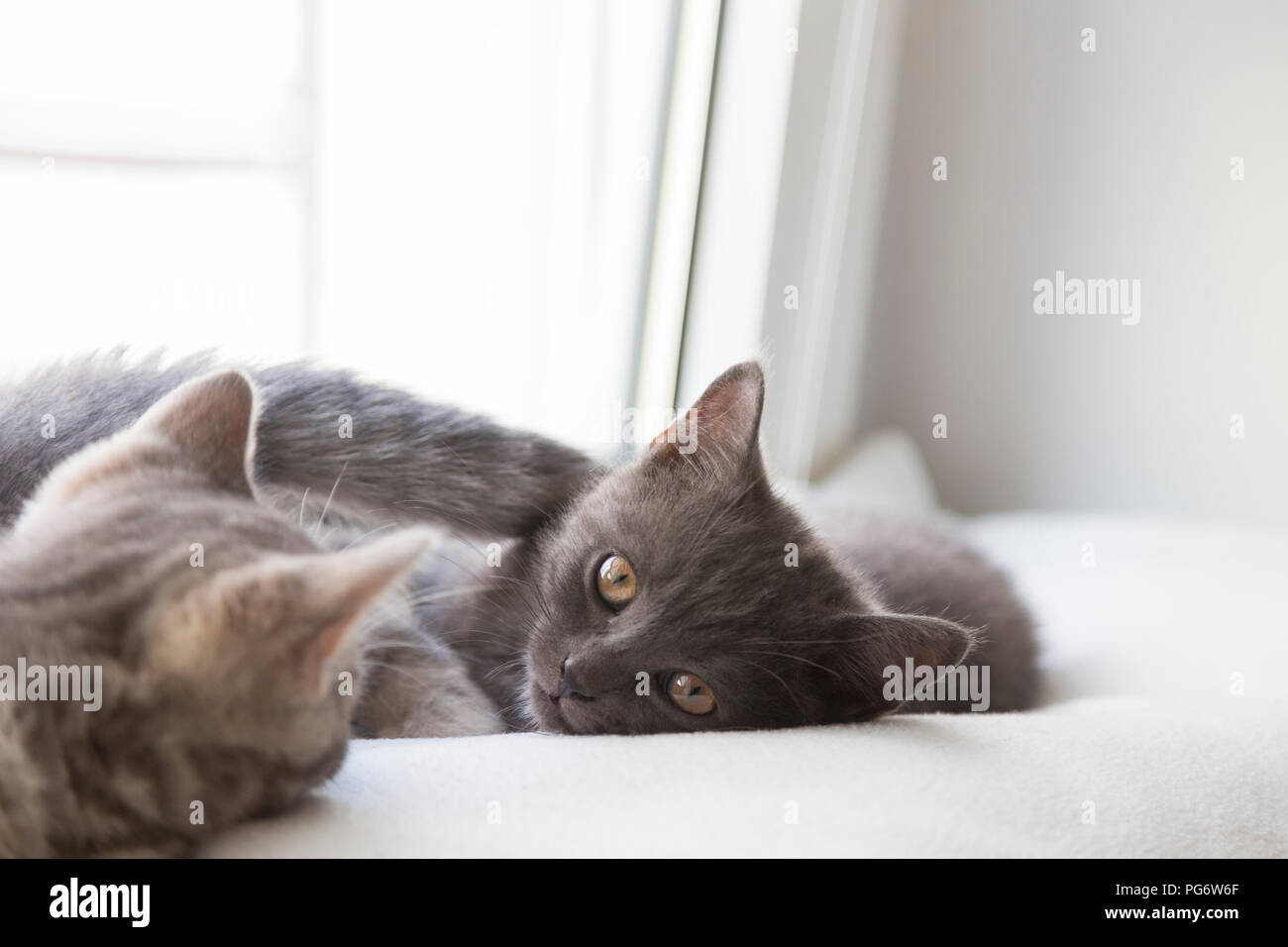 Two British Shorthair Kittens A Stock Photos Two British