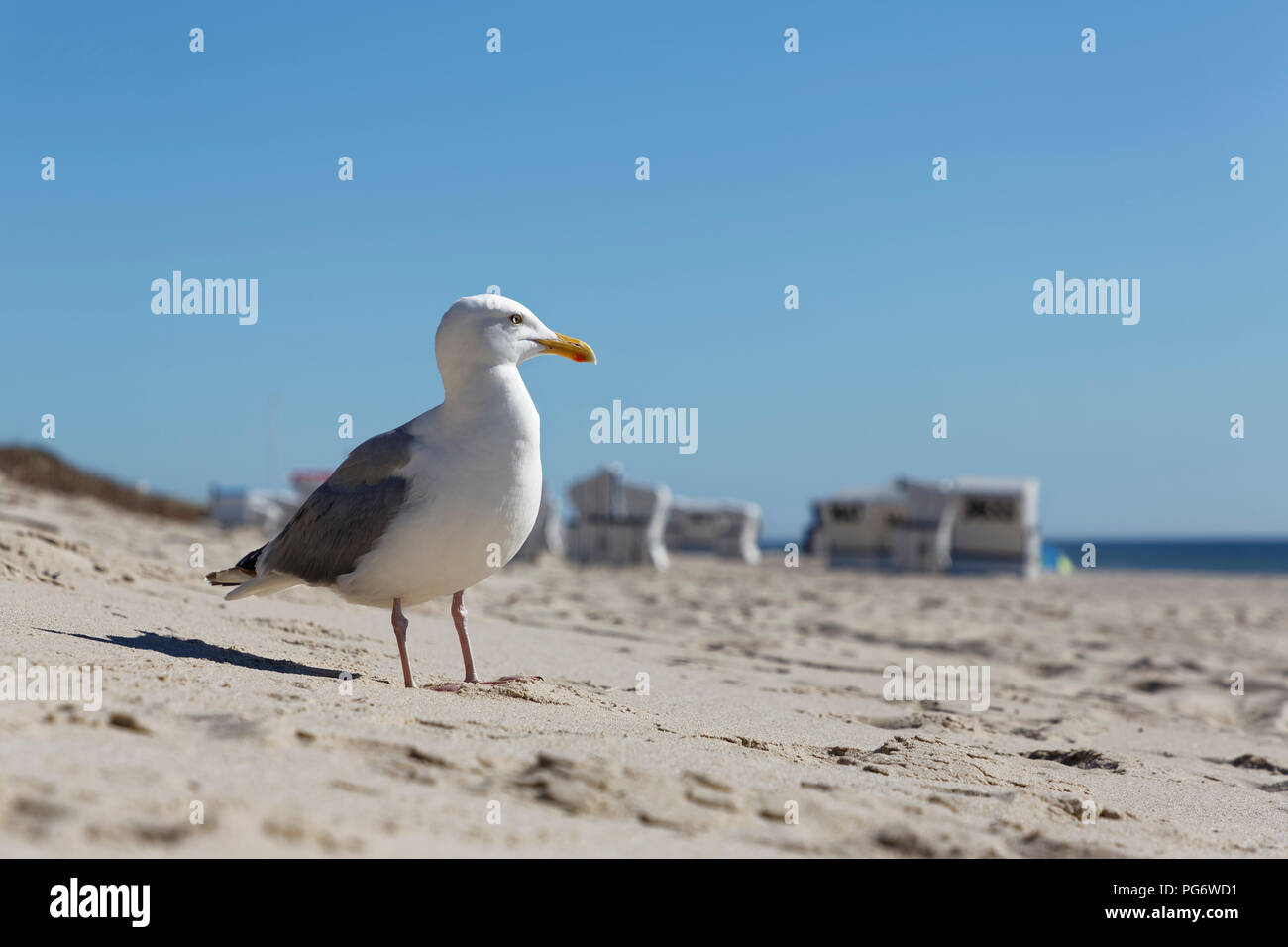 Germany, North Frisia, Sylt, Seagull at the beach Stock Photo