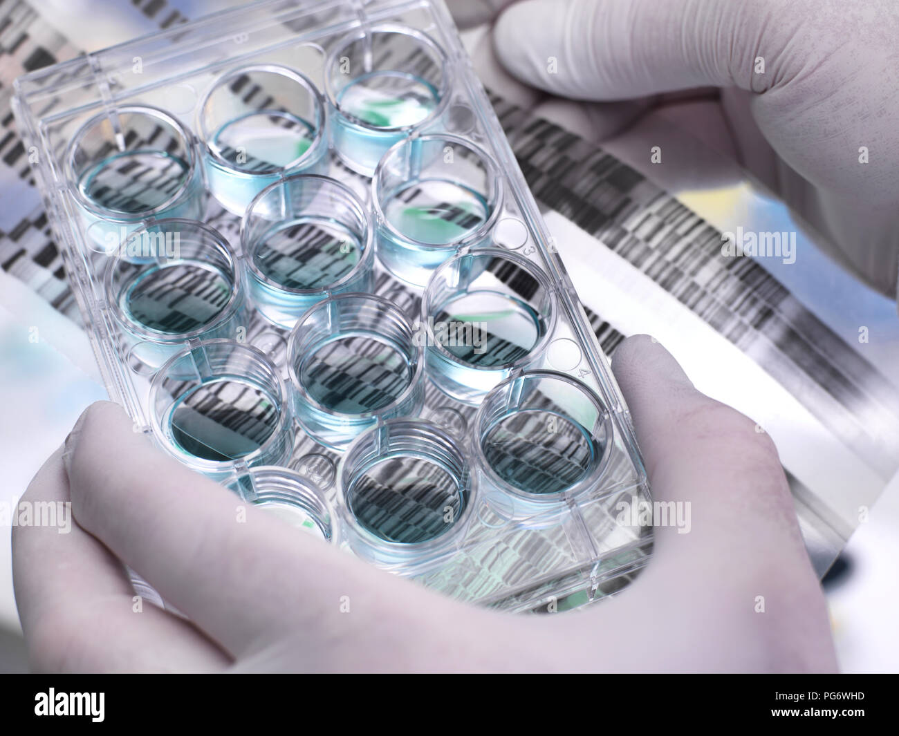 Genetic Research, Scientist holding a multi well plate and DNA gel revealing, the genetic make-up of the specimens Stock Photo