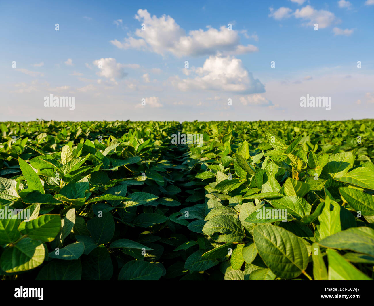 Serbia, Vojvodina. Green soybean field, Glycine max Stock Photo