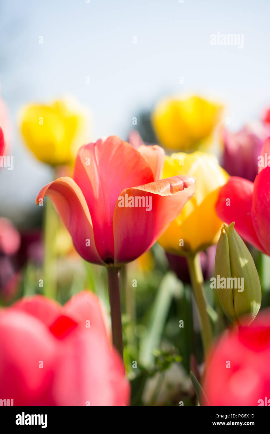 tulips of various colors in nature in spring time Stock Photo - Alamy