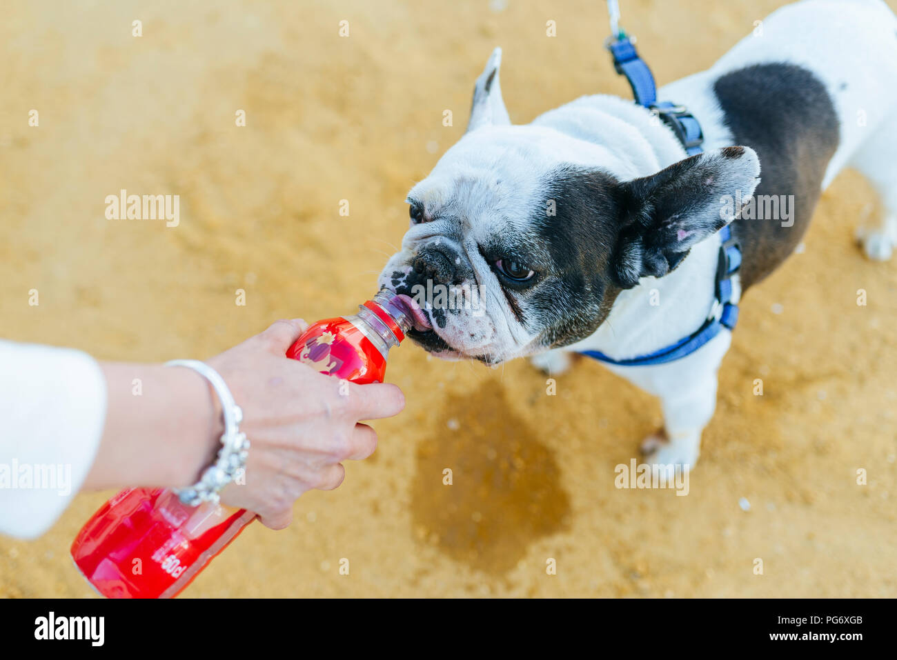 Dog drinking water from a bottle Stock Photo