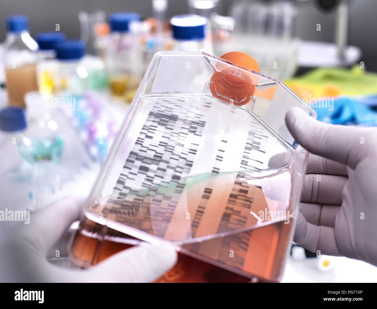 Stem cell research, scientist holding a culture jar with a DNA gel in the background Stock Photo