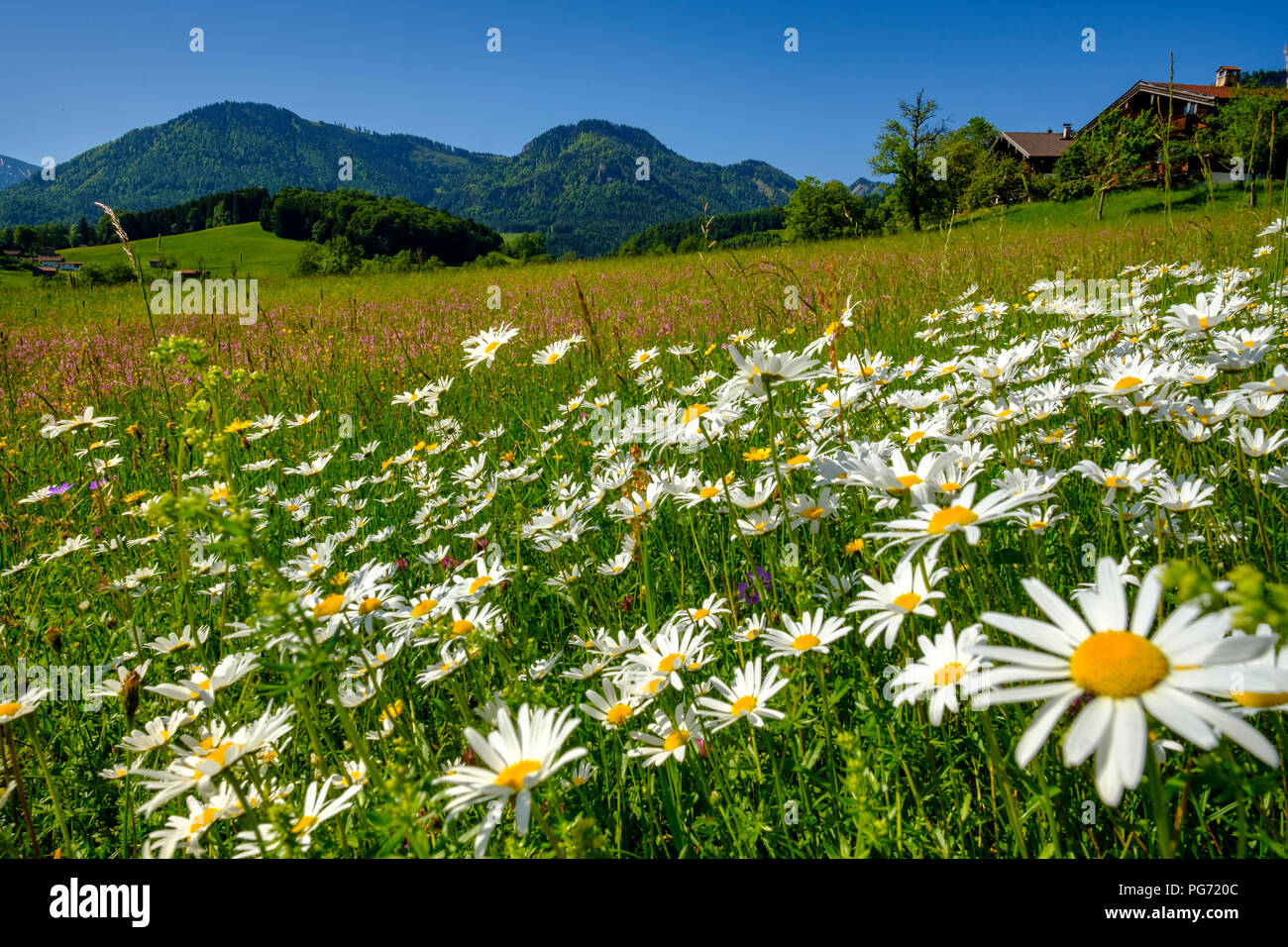 Germany, Bavaria, Upper Bavaria, Ruhpolding, Chiemgau Alps, Obergschwend, flowering marguerites, Untern Mountain in the background Stock Photo