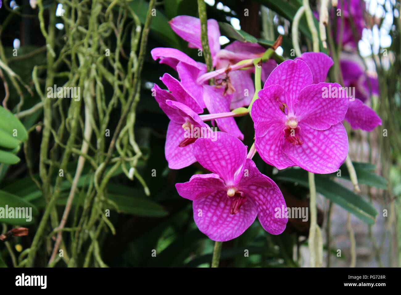 Close up of a blooming cluster of  Vanda orchids with orchid roots hanging in the background Stock Photo
