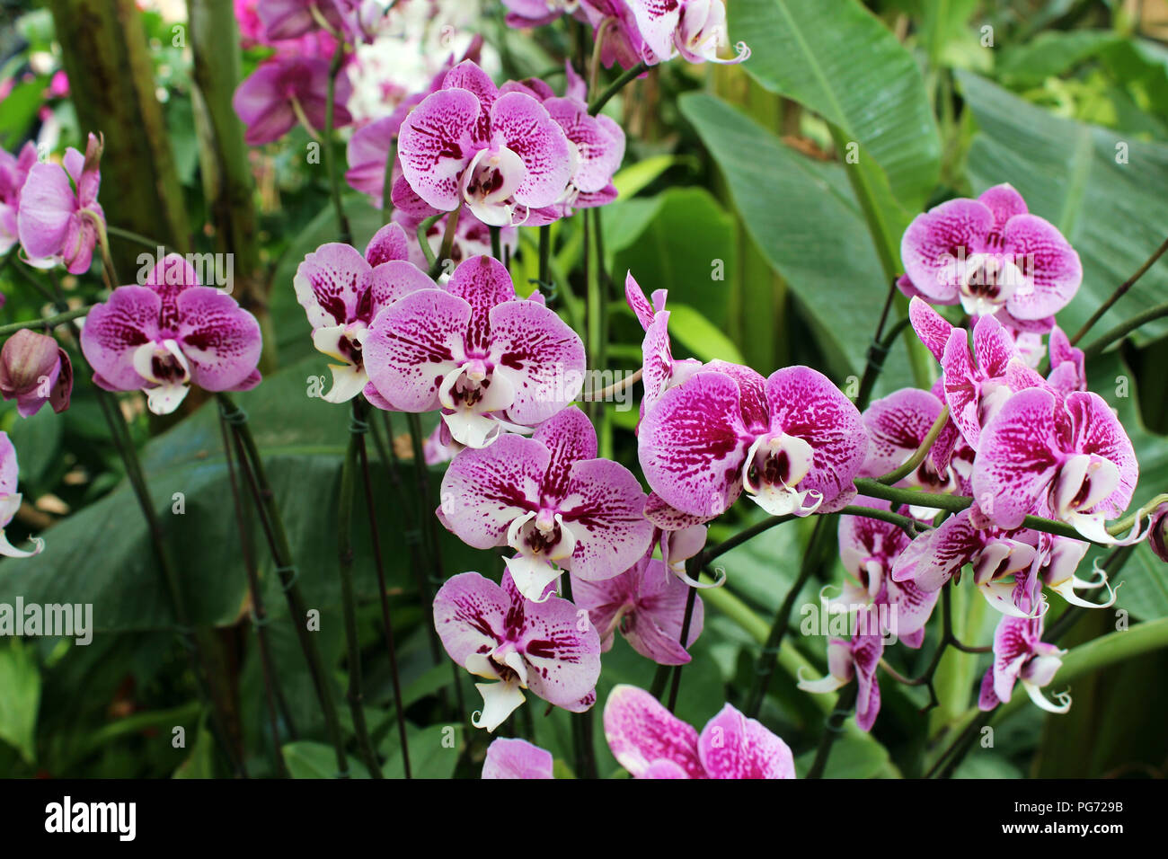 A cluster of Doritaenopsis orchids in full bloom Stock Photo