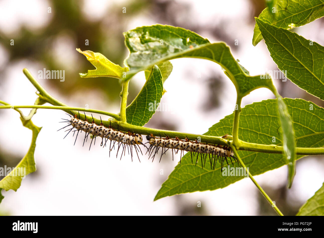 Two Zerbra Longwing caterpillars on purple passion vine Stock Photo