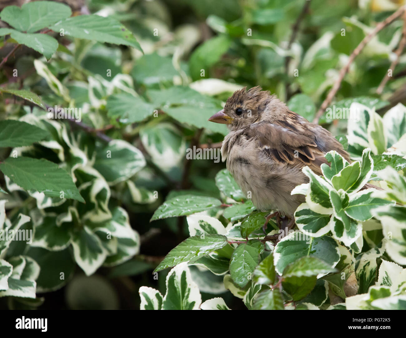 Euonymus hedge uk garden hires stock photography and images Alamy
