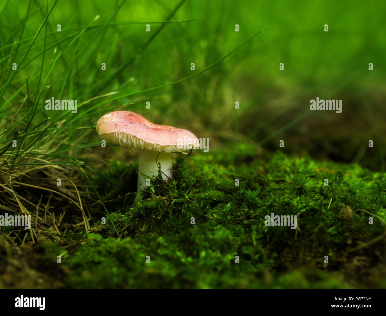 Mushroom in grass with moss Stock Photo