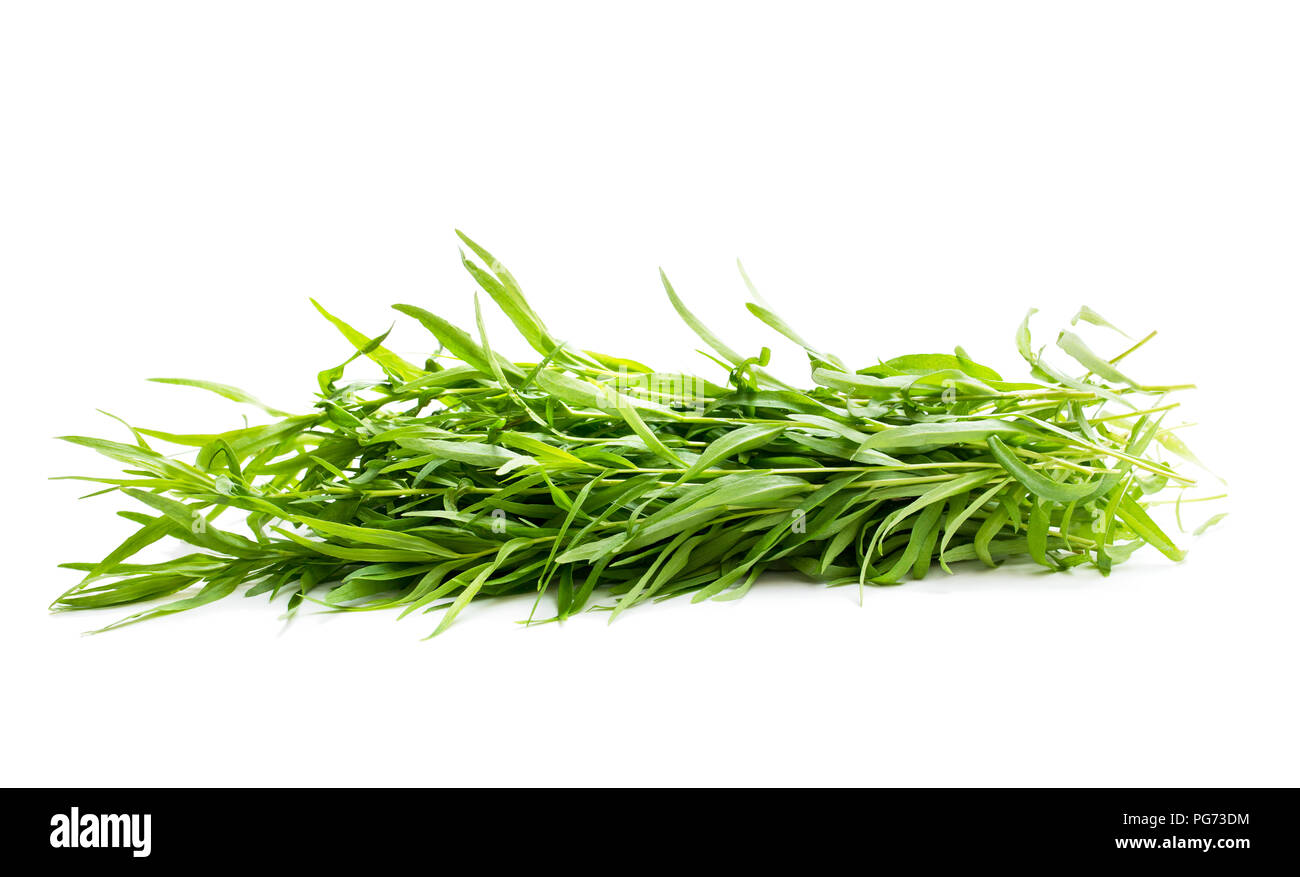 Bunch of tarragon plant isolated on white Stock Photo - Alamy