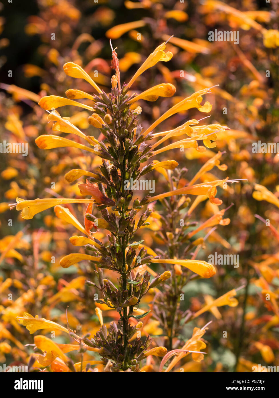 Tubular, pale orange flowers of the tender giant hyssop, Agastache aurantiaca 'Apricot Sprite', are carried summer long Stock Photo
