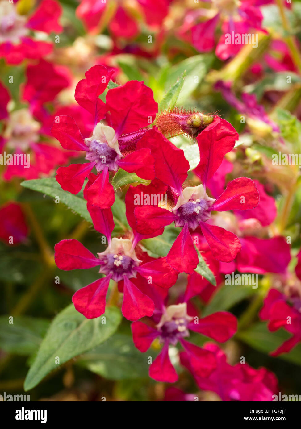 Red flowers of Cuphea blepharophylla, a tender perennial usually grown as an annual for summer bedding schemes Stock Photo