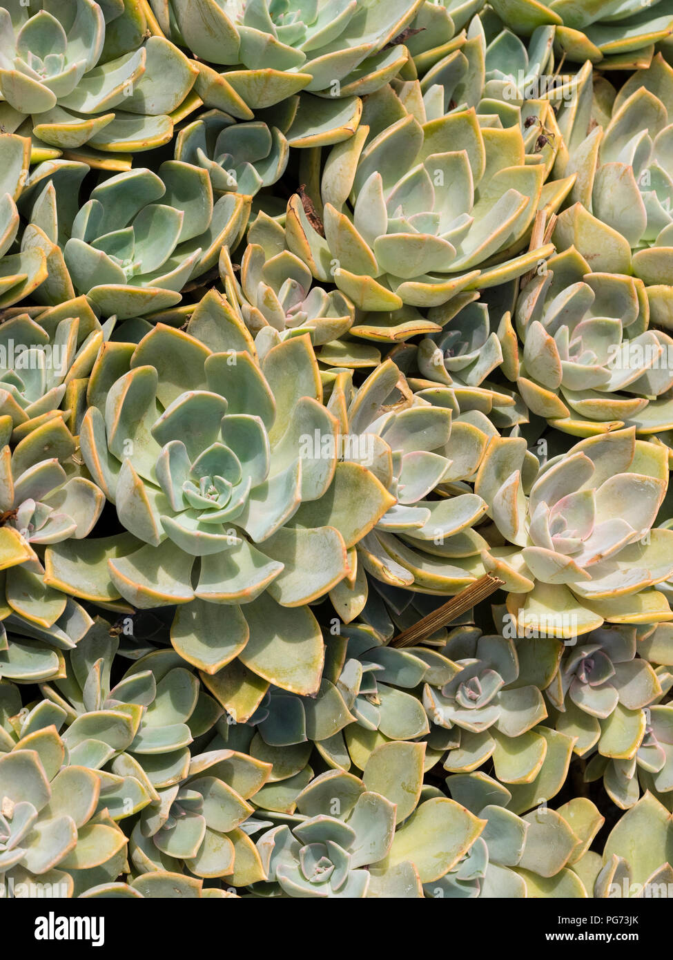 Massed silvery rosettes of the half hardy hen and chickens succulent, Echeveria 'Perle von Nurnberg' Stock Photo