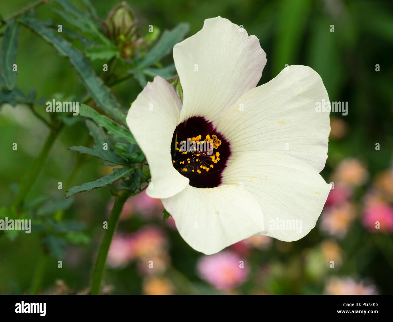 Dark eyed white bloom of the flower of the hour, Hibiscus trionum, a tender perennial grown as a summer flowering annual Stock Photo