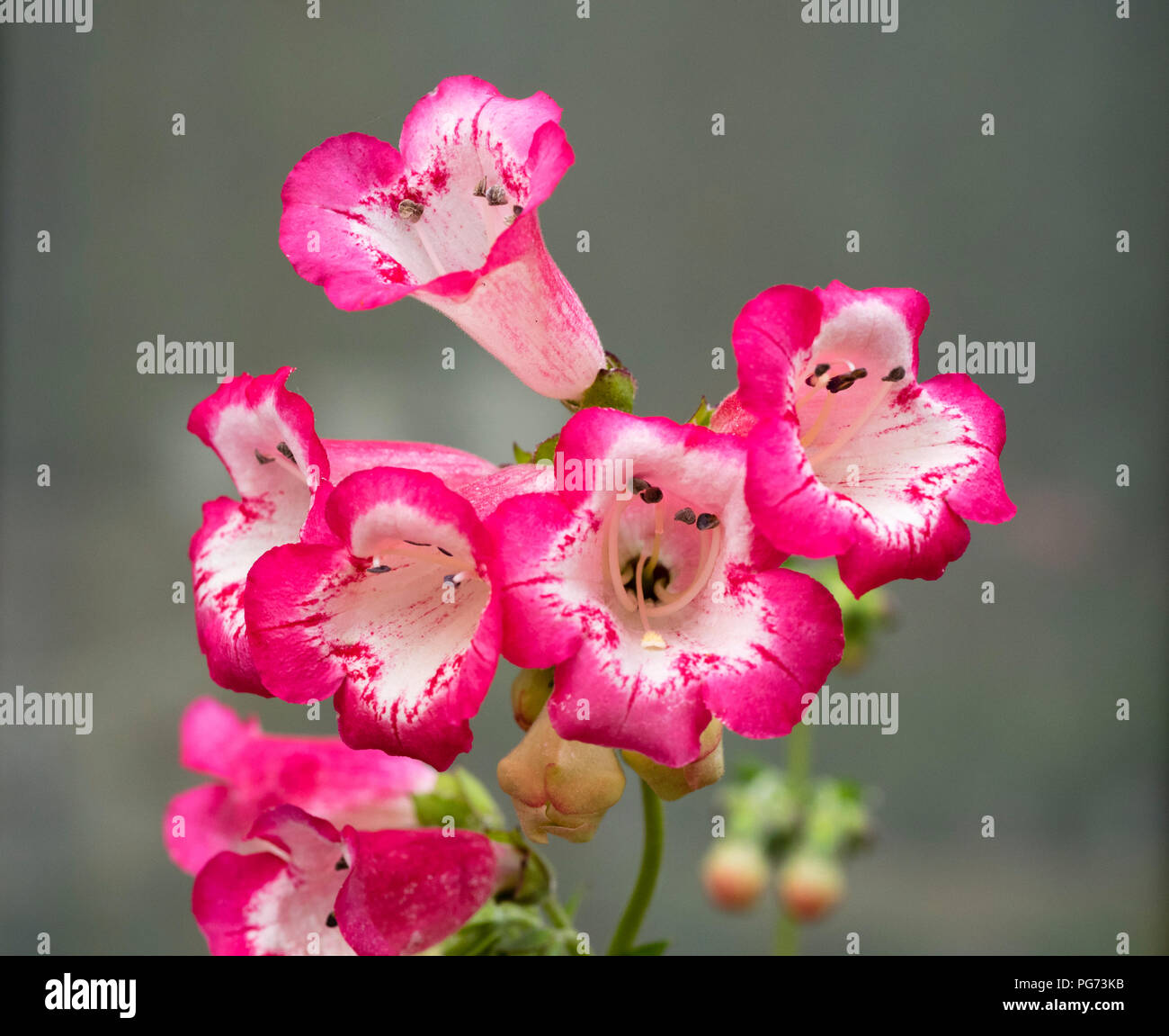 White throated pink tubular flowers of the semi evergreen bushy perennial, Penstemon 'Flamingo' Stock Photo