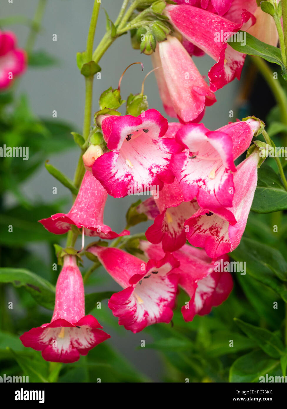 White throated pink tubular flowers of the semi evergreen bushy perennial, Penstemon 'Flamingo' Stock Photo