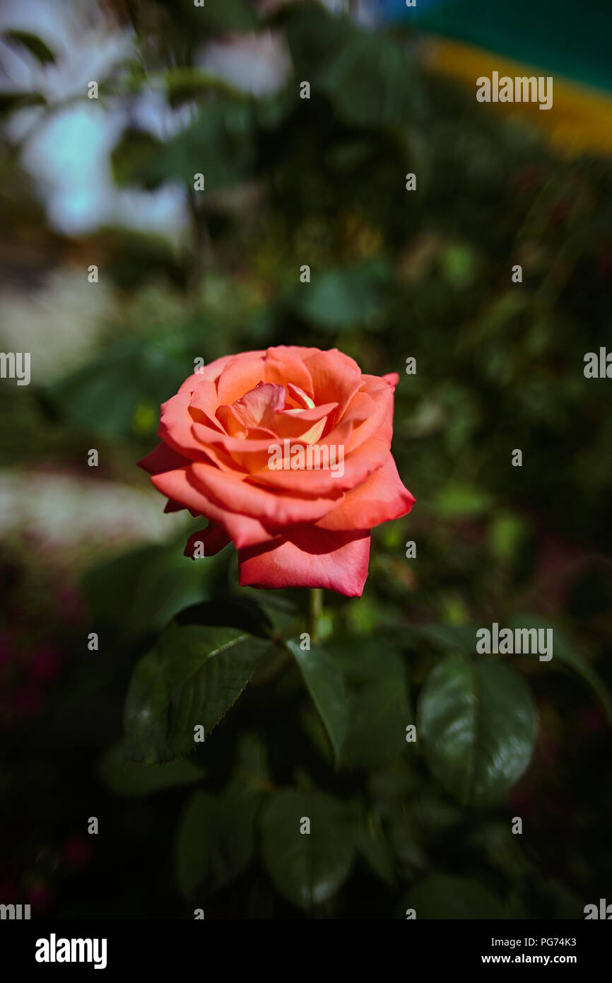 Blooming beautiful roses flower Stock Photo - Alamy