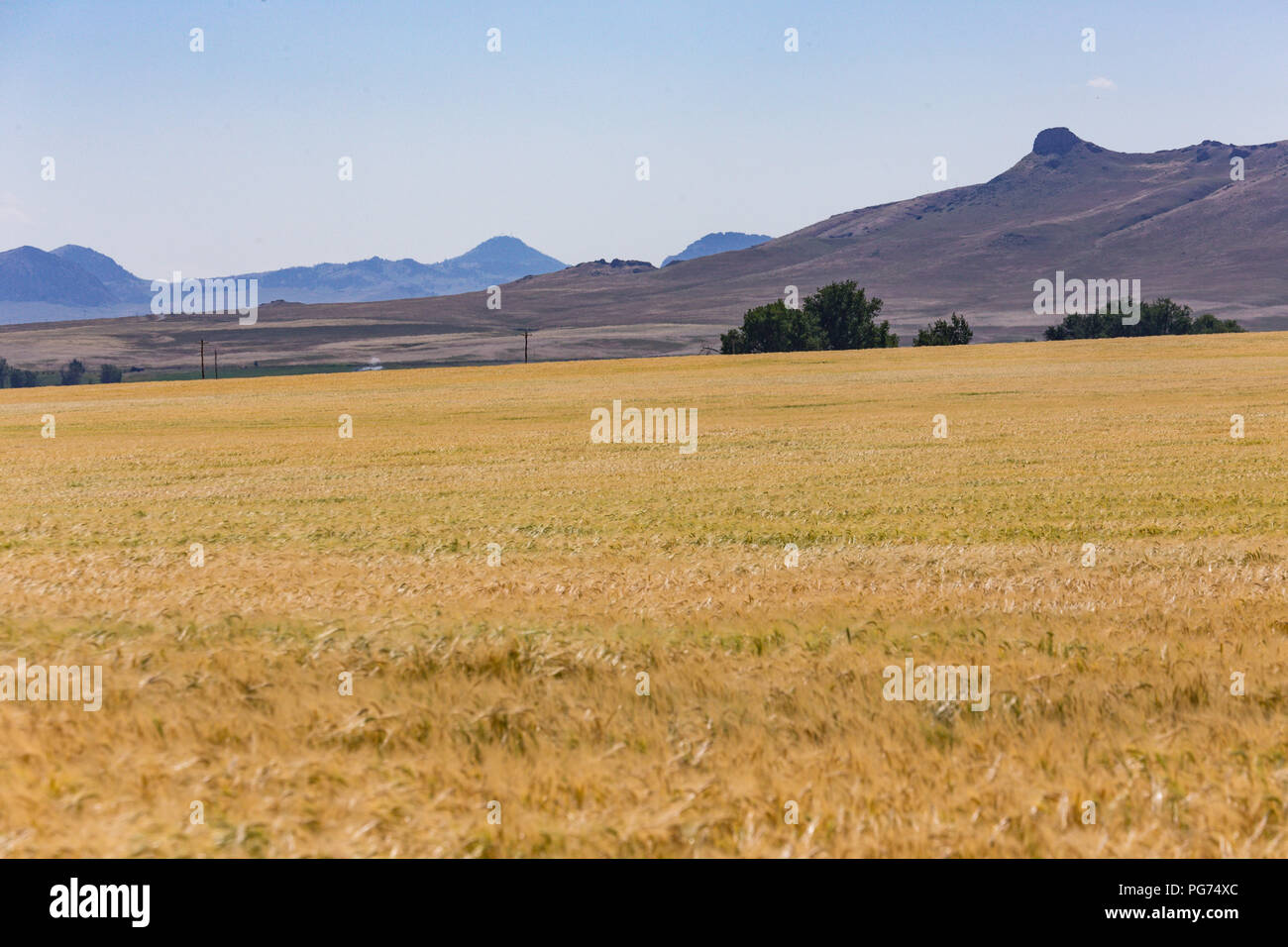 Wheat Field in Rural Montana, USA Stock Photo