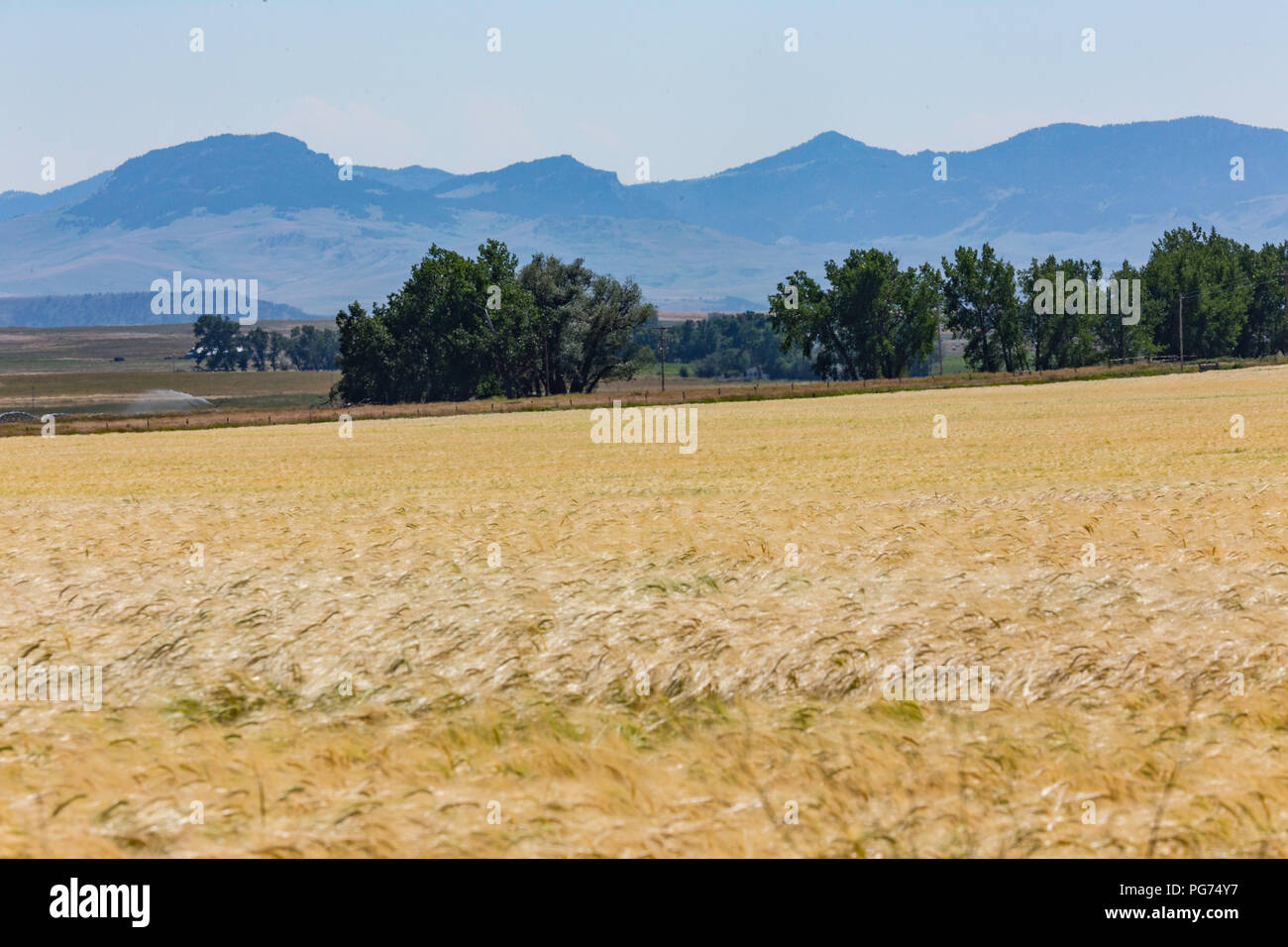 Wheat Field in Rural Montana, USA Stock Photo