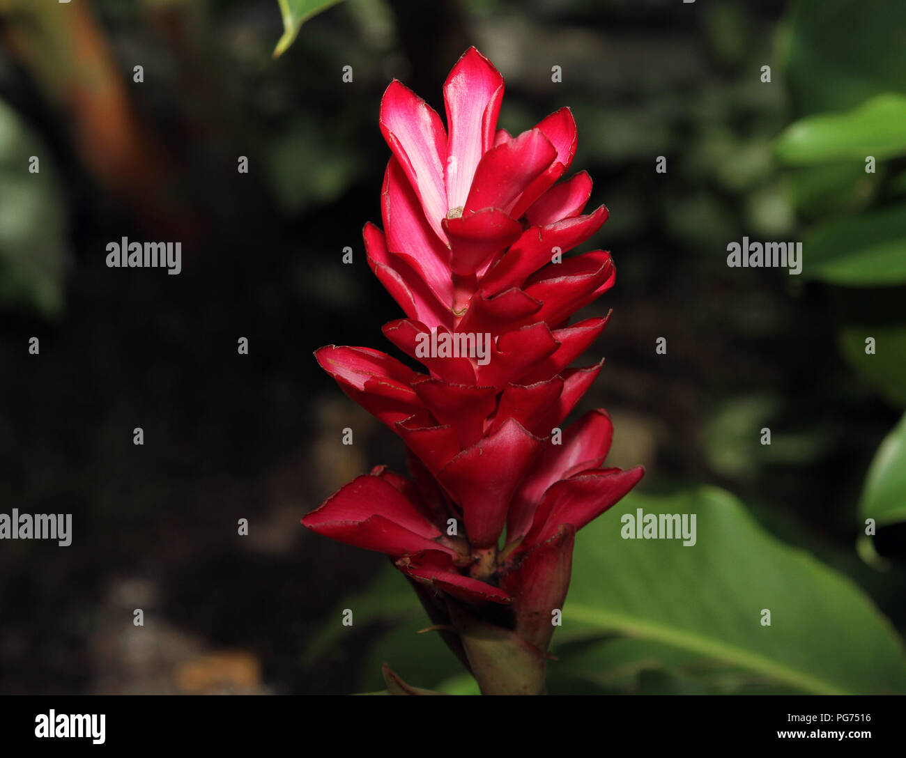 Colorful Plants and Flowers Stock Photo - Alamy