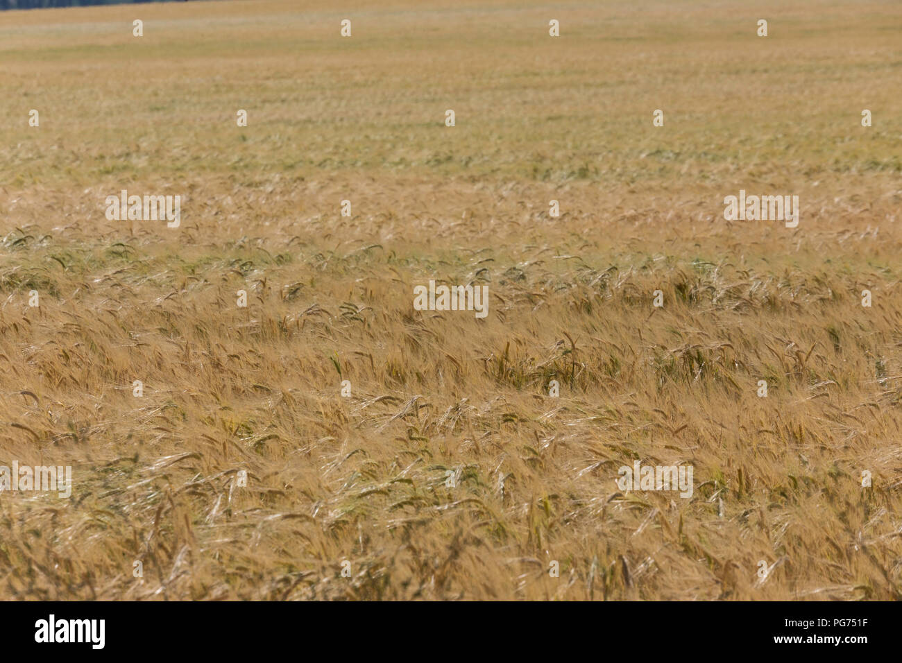 Wheat Field in Rural Montana, USA Stock Photo