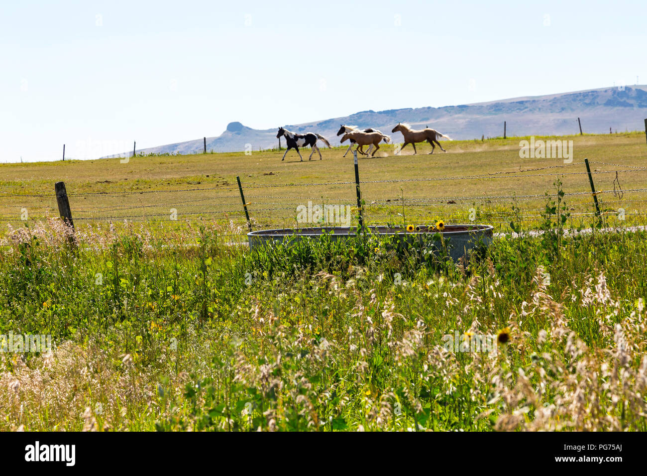 Horsed in a Ranch Pasture,Montana, USA Stock Photo