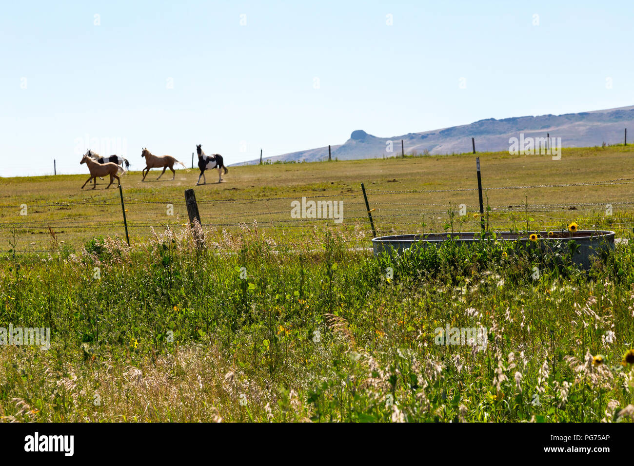 Horsed in a Ranch Pasture,Montana, USA Stock Photo