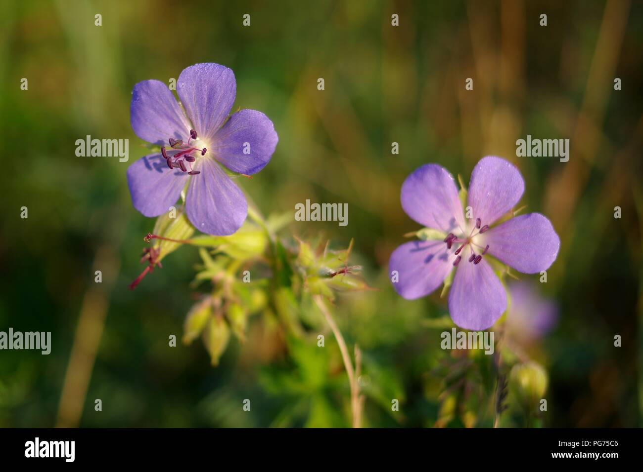 Two geranium pratense closeup Stock Photo