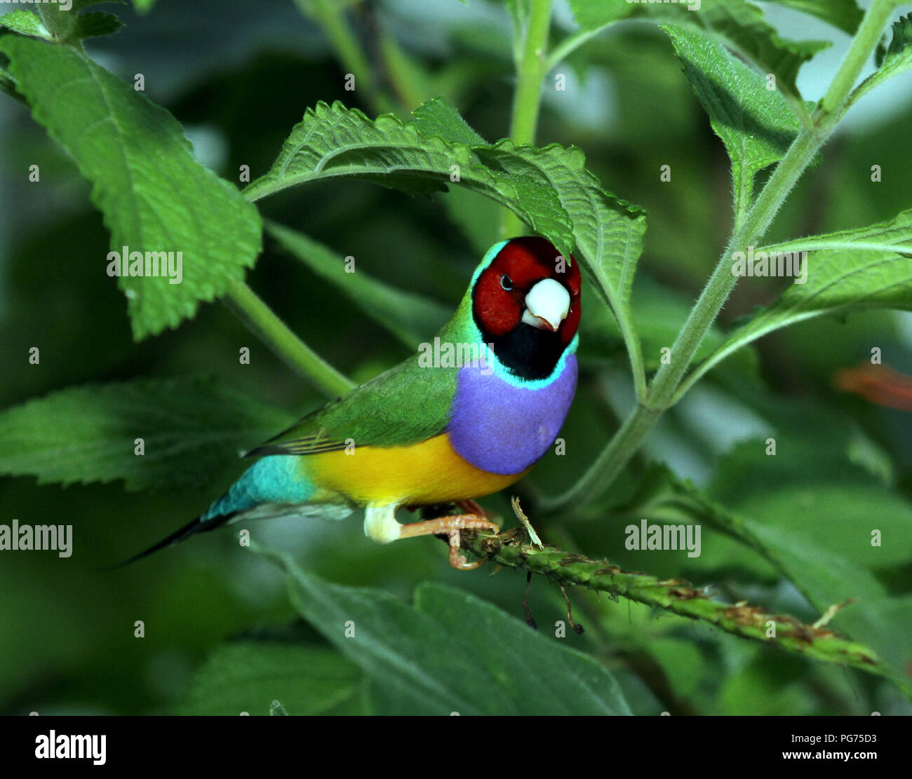 Lady Gouldian Finch Stock Photo