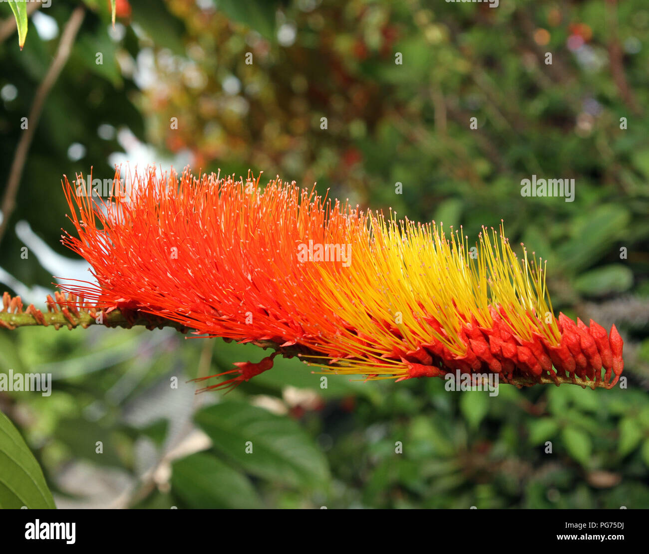 Colorful Plant Stock Photo