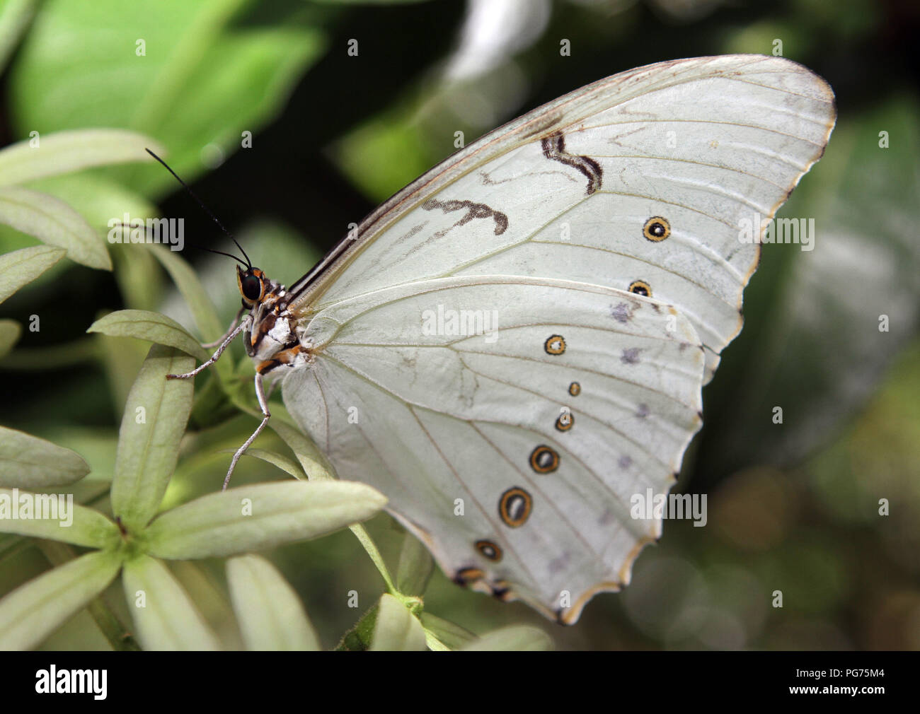 White Morpho Butterfly Stock Photo - Alamy