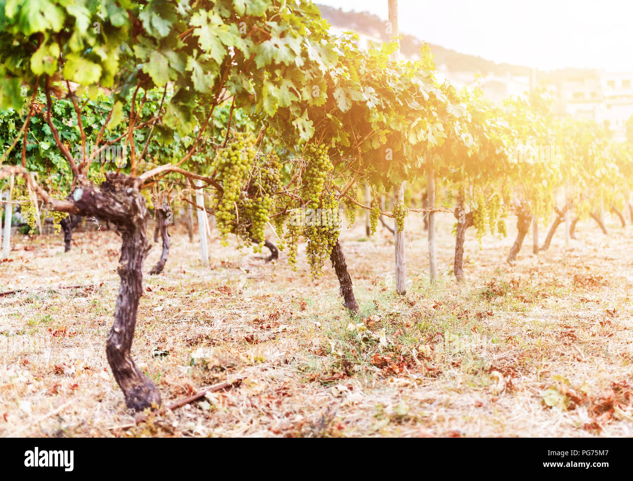 bunch of grapes hanging on vine in golden sunlight Stock Photo