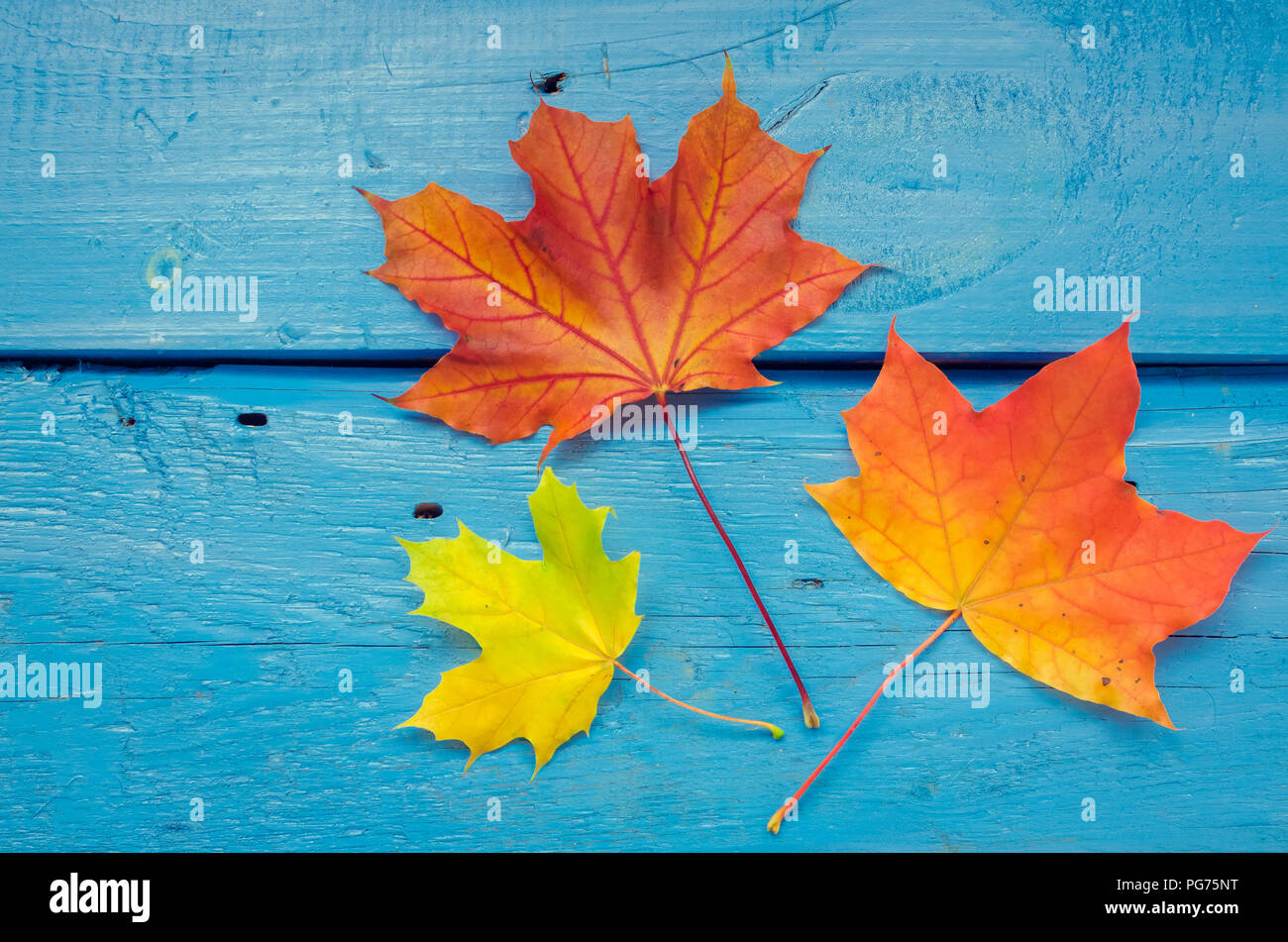 Autumn leaf life cycle. Autumn background with colorful fall maple ...