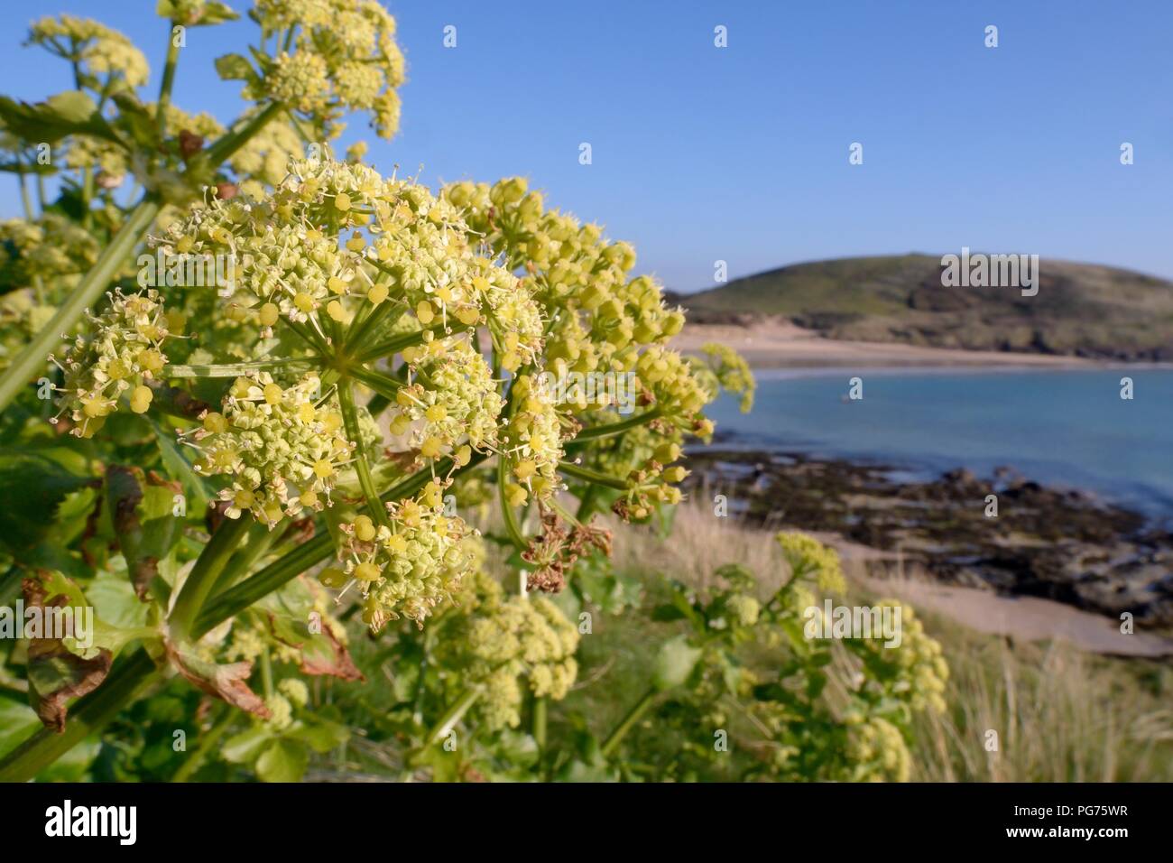 Alexanders (Smyrnium olusatrum) flowering on coastal headland, Daymer Bay, Trebetherick, Cornwall, UK, April. Stock Photo