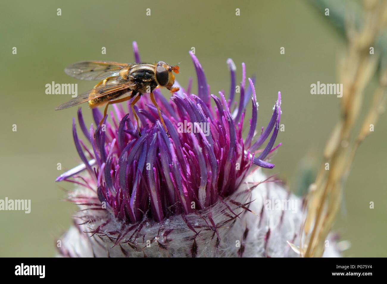 Hoverfly (Ferdinandea cuprea) visiting a Woolly thistle (Cirsium eriophorum) flowerhead in a chalk grassland meadow, Wiltshire, UK, August. Stock Photo