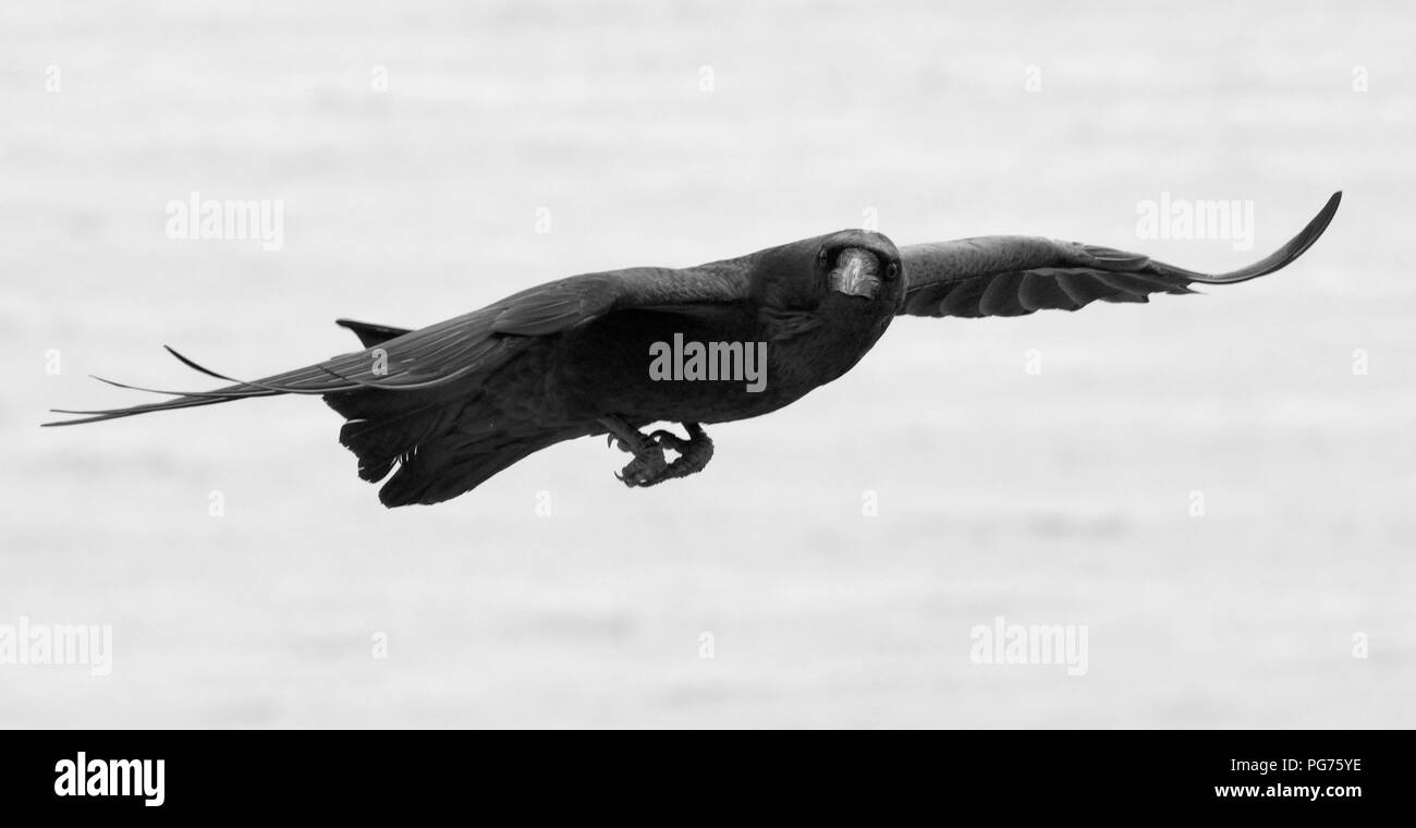 Raven (Corvus corax) in flight over the sea, Dorset, UK. Stock Photo