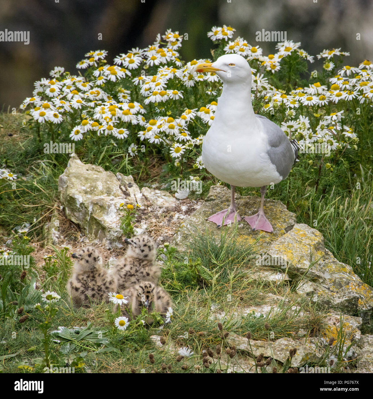 Herring Gull with Chicks on Cliff Stock Photo Alamy