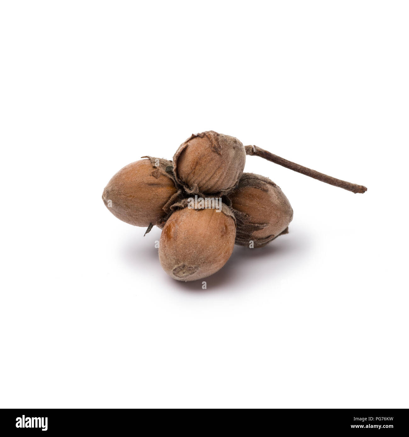 organic hazelnuts in nutshells isolated on white background Stock Photo