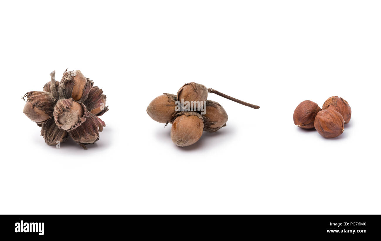 hazelnuts with and without nutshells isolated on white background Stock ...