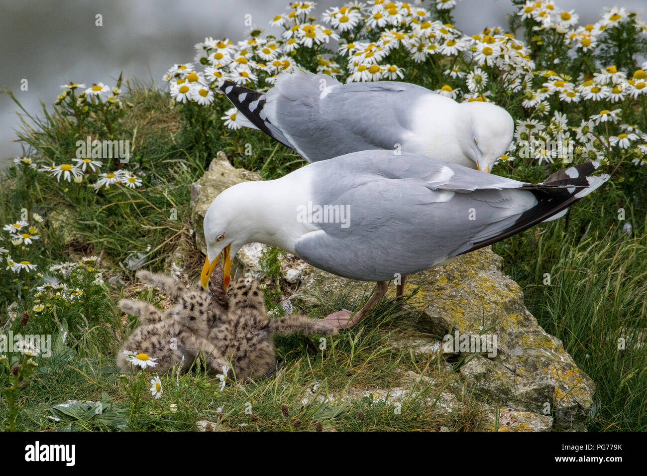 Baby herring gull uk hires stock photography and images Alamy