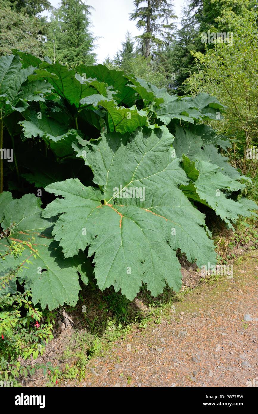 The Gunnera Manicata or Brazilian giant-rhubarb plant clump-forming herbaceous perennial growing on the Isle of Arran, Scotland, UK Stock Photo