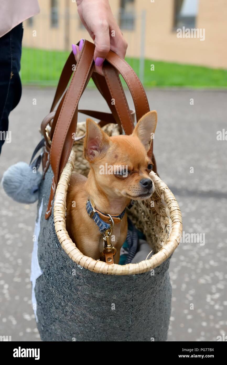 A woman carrying a Chihuahua Dog - Chiwawa in a raffia shopping bag Stock  Photo - Alamy