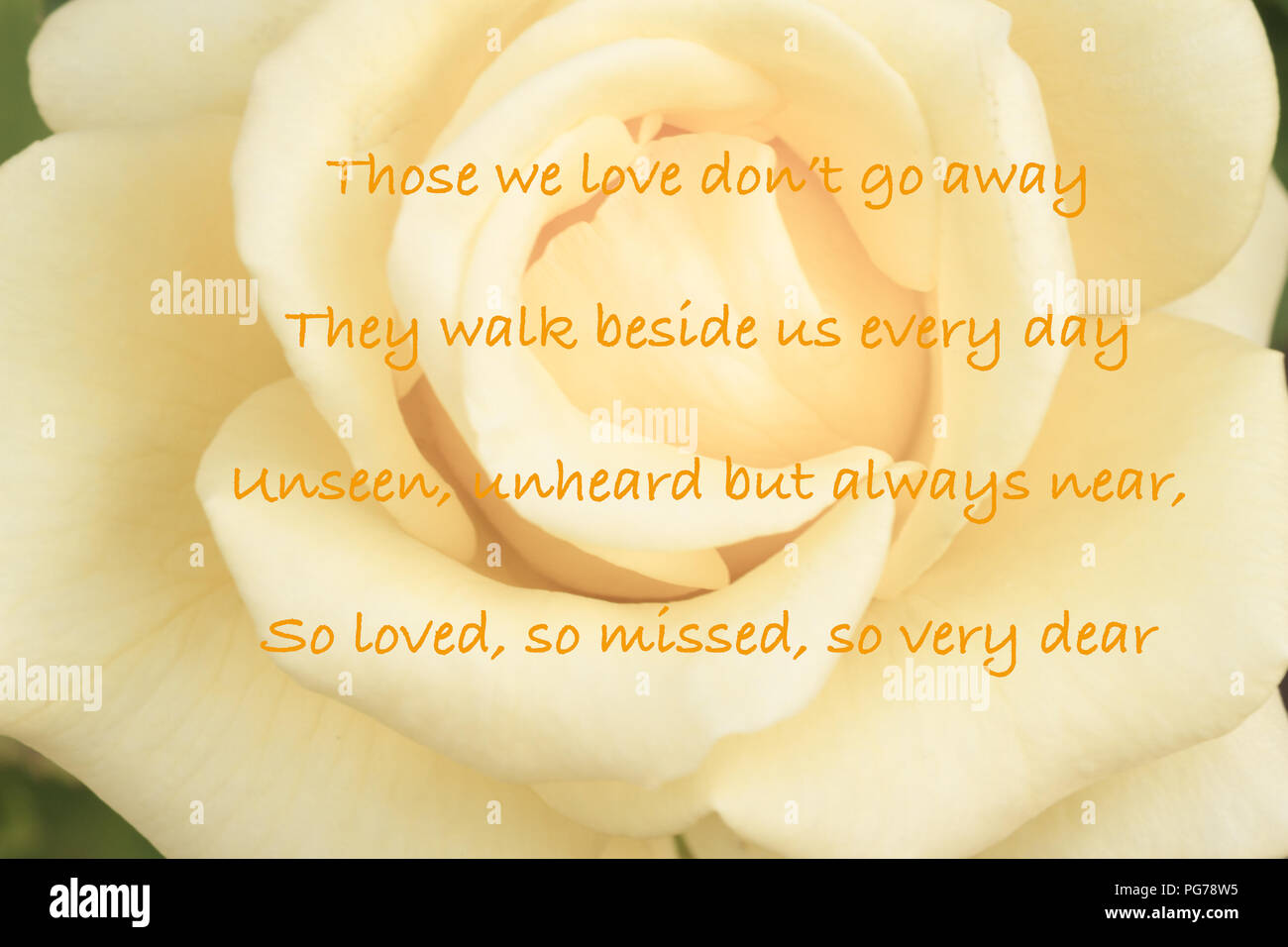 Yellow rose with sympathy quote Stock Photo
