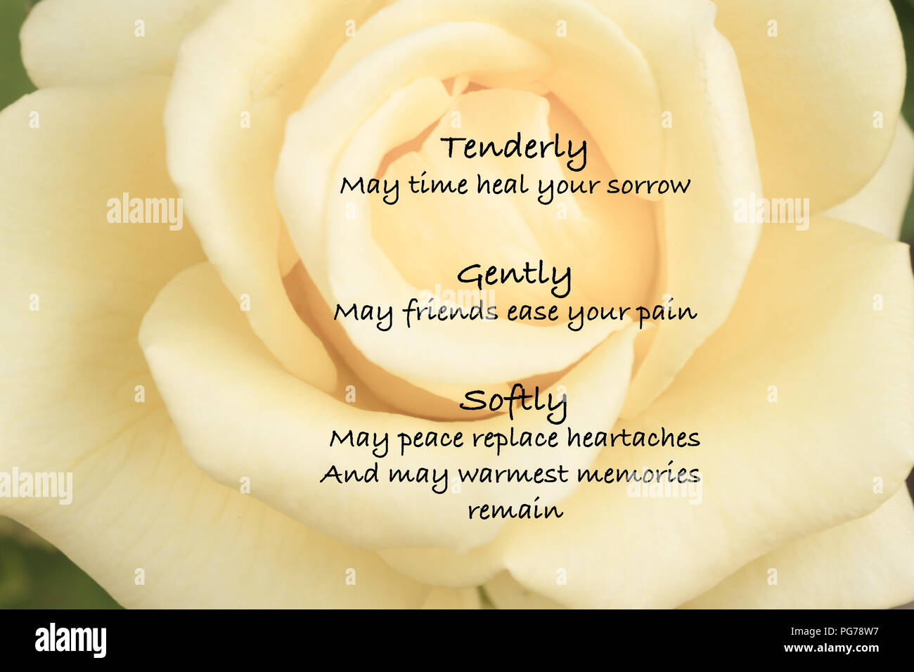 Yellow rose with sympathy quote Stock Photo